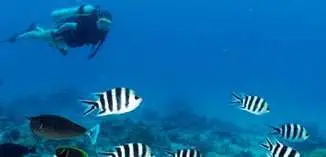 Morning opportunities for snorkelling & diving (photo: Tony Baskeyfield)