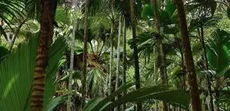 Ancient palms (photo: Serge Marizy)
