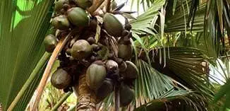 Coco de Mer nuts (photo: AMRI)