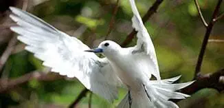 Fairy tern takes flight (photo: AMRI)