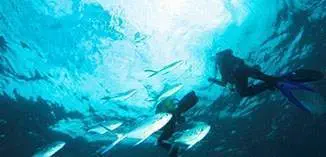 Diving the depths (photo: Reisse Photo)